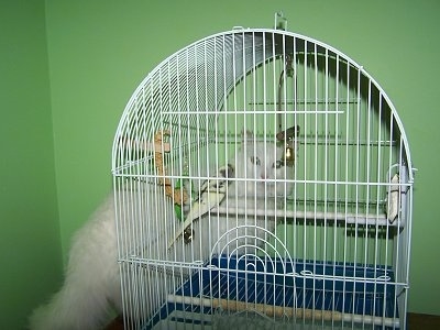 Jinx the Turkish Angora cat is standing behind a bird cage and looking at the bird in the cage