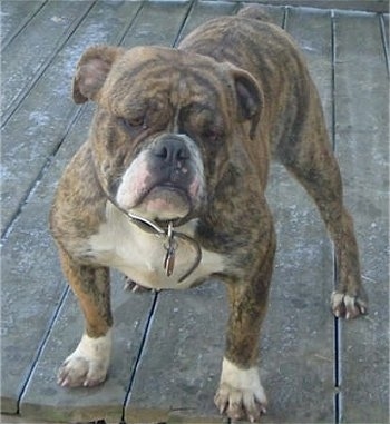 View from the front - A brindle English Bulldogge/Olde English Bulldogge mix breed dog is standing on a wooden deck. Its head is slightly tilted to the right.