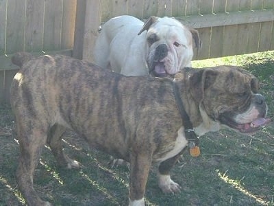 Olde Double Bully Breed Information