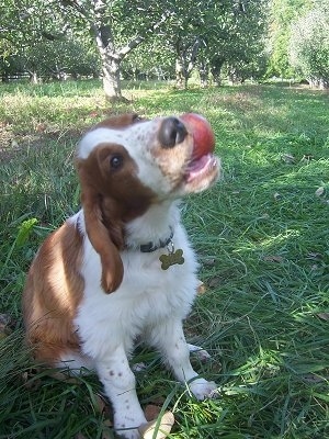 The front right side of a white and brown Welsh Springer Spaniel puppy that is sitting in grass with a red apple in its mouth.