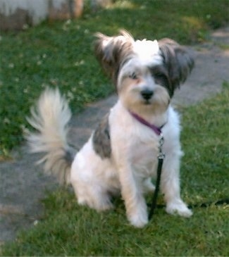 west highland white terrier westie mix