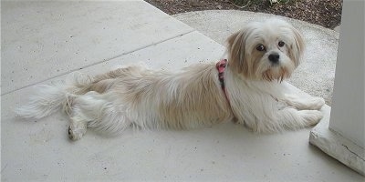 The right side of a white and tan long haired Westie-Laso dog that is laying across a concrete porch and it is looking forward. The dog has a dark nose and dark round eyes and it is wearing a pink harness.