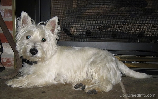 white west highland terrier