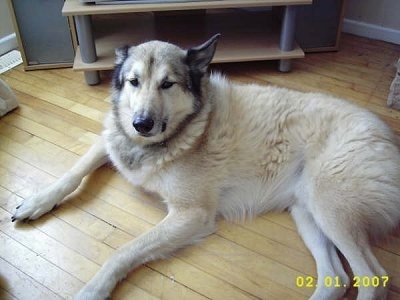 The left side of a thick coated, tan and white with black Wolamute that is laying across a hardwood floor and it is looking forward. The dog's left ear is pinned back.