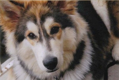 Close up - A thick coated, white with black and reddish brown Wolamute is laying on a porch looking up. The dog has a black nose and perk ears.