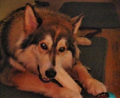 A brown with black and white Wolamute is laying down on a rug and it is chewing on a rawhide bone.