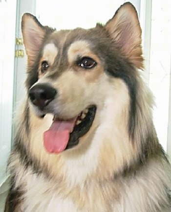 Close up - A brown with black and white Wolamute is sitting in front of a door, it is looking to the left, its mouth is open and its tongue is sticking out. It has brown almond shaped eyes, a black nose and small perk ears.