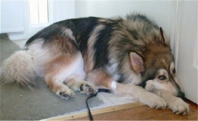 A thick coated, brown with black and white Wolamute that is laying down in front of a door.