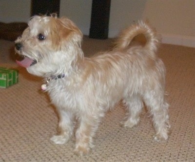 The front left side of a white YoChon puppy that is standing across a carpet with its mouth open and tongue out