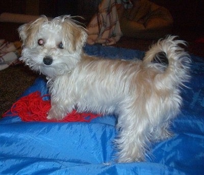 The back left side of a white YoChon puppy that is standing across a blanket with a red yarn under it.