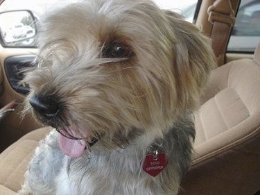 Close up - A long haired, tan with black Yorkie-Apso is sitting on the passenger side of a vehicle, it is panting and it is looking to the left.