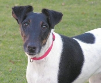 Smooth Fox Terrier Dog Breed Information and Pictures