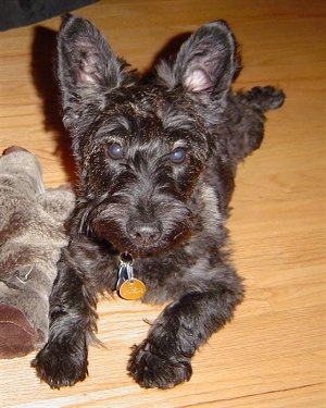 Front view - A black Scoodle is laying across a hardwood floor and to the left of it is a plush doll. It is looking forward. The dog has rounded perk ears.
