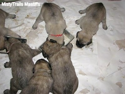 Close Up - Puppies eating