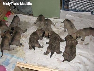 Puppies grouped off and eating out of mini food troughs