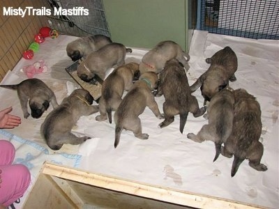 All Puppies eating out of a mini food trough