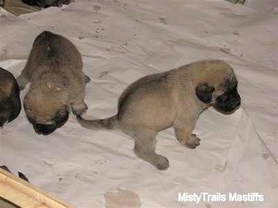 can 3 week old puppies eat puppy food