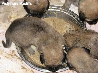 can 5 week old puppies eat hard food