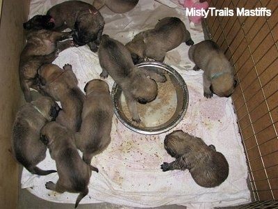 Puppies At 3 Weeks Old Whelping And Raising Puppies,Oxtail Stew Slow Cooker Uk
