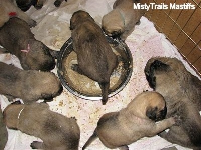 can 3 week old puppies eat puppy food