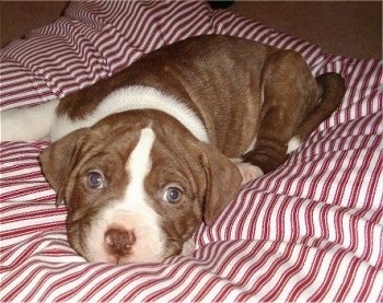 A brown with white American Bulldog Puppy is laying down on a peppermint textured pillow.