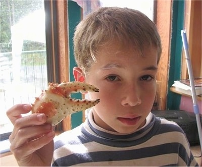 Close up - A boy is holding an Alaskan King Crab Leg Claw in front of his face.