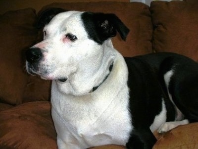 Close up - The left side of a black with white American Bulldog is laying across a couch and it is looking to the left.