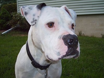 Close up - The front right side of a white with black American Bulldog that is sitting on grass and there is a house behind them.
