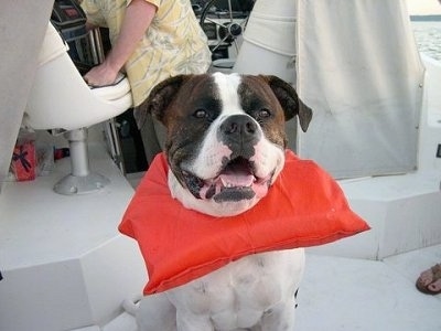 A white with brown American Bulldog is wearing an orange floaty while sitting on a boat with his mouth open tongue showing.