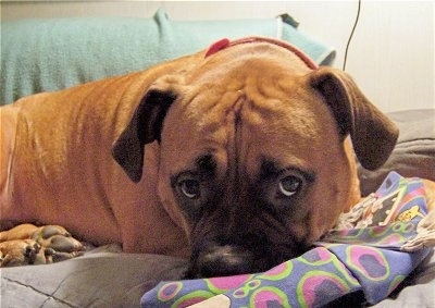 A tan American Bulldog is laying down on a bed and it is looking forward.