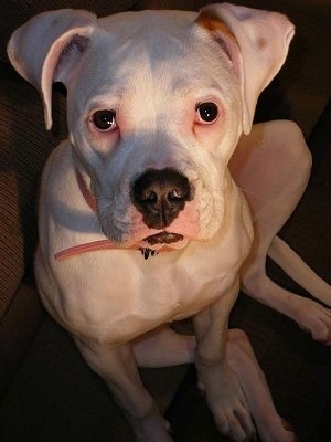Close up - A white American Bulldog is sitting on a couch and it is looking up.