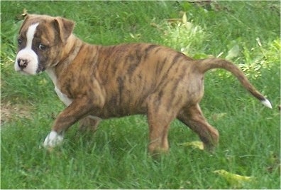 The left side of a brindle with white American Bulldog puppy is walking across grass.