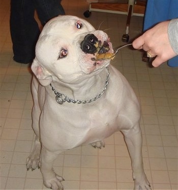 The front right side of a white American Bulldog that is being fed some peanut butter on a spoon