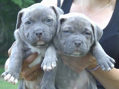 American bully standard American bully standard