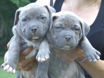 mini american bullies