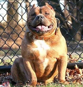 biggest american bully dog