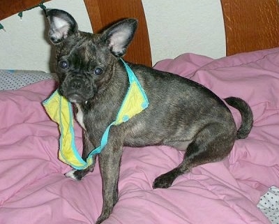 Bailey the Buggs with underwear wrapped around his neck while sitting on a blanket on top of a human's bed
