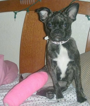 Bailey the Buggs is sitting on a bed next to a pillow with one hind leg in a hot pink cast and extended out