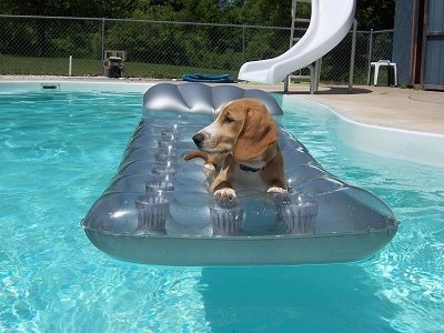 A brown with white Basset Retriever is laying on a pool floatie in a pool