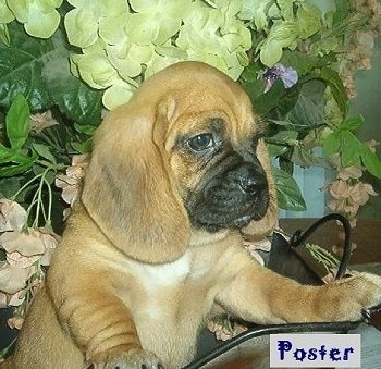 pug cross basset hound for sale