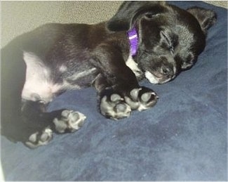 A black Bea Griffon puppy is sleeping across a pillow, on its side.
