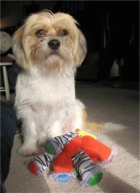 Misha the Bea-Tzu sitting on carpet in front of a zebra toy