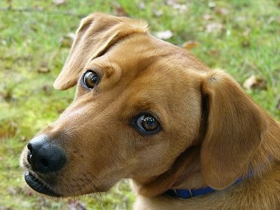 Close Up head shot - A red Beagador is sitting in grass and looking to the left. It has a long snout and brown eyes.