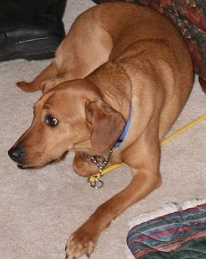 A red Beagador is laying on a tan carpet. There is a boot behind it and and a blanket and a couch next to it.