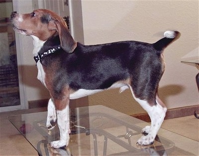 Max the Beagle pup standing on a glass table