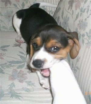 Lexi the Beagle puppy playing tug of war with a sock
