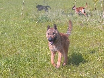 The front left side of a brown Belgian Sheepdog that is running up a field. Two other dogs are chasing after each other in the background.
