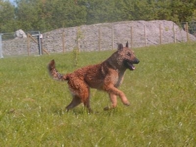 The right side of a brown Belgian Shepherd that is running acrossa field. It is looking to the right, its mouth is open and its tongue is hanging out.