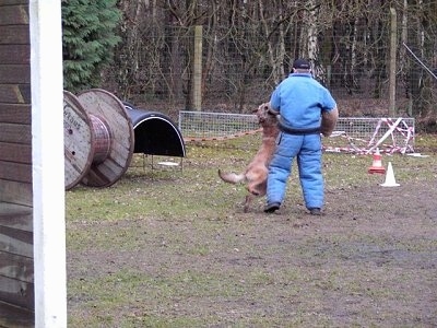 A tan Belgian Shepherd Laekenois is biting a person in a foam suit during IPO training.