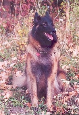 Maya the Belgian Tervuren sitting outside with a choke chain collar on